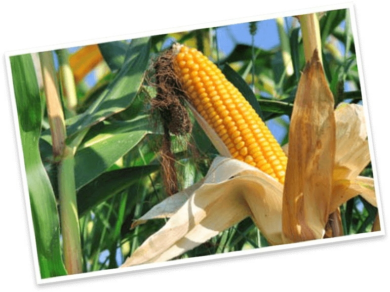 ripe ear of corn on the stalk in a field