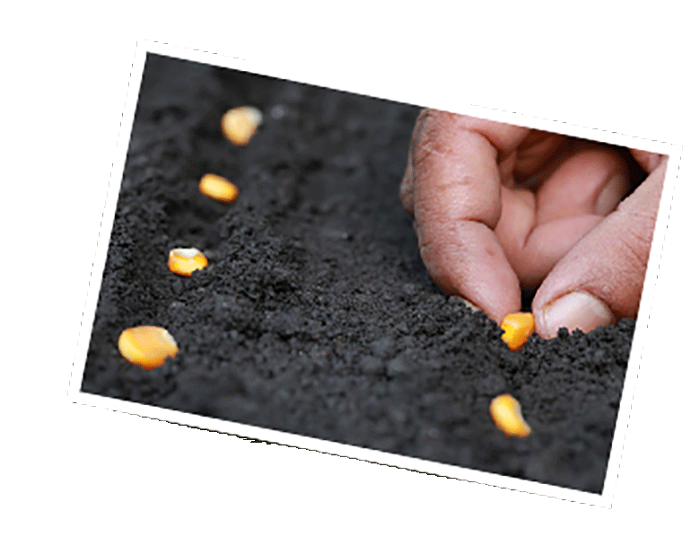 corn kernels being planted in black soil